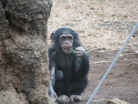 チンパンジー多摩動物園2006.1.4.