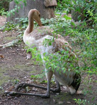 タンチョウのこども上野動物園2008.7.5.