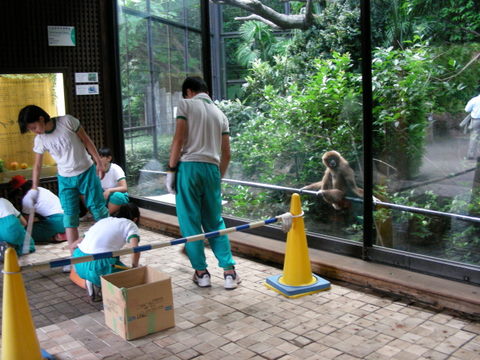 シロテテナガザル20100622上野動物園