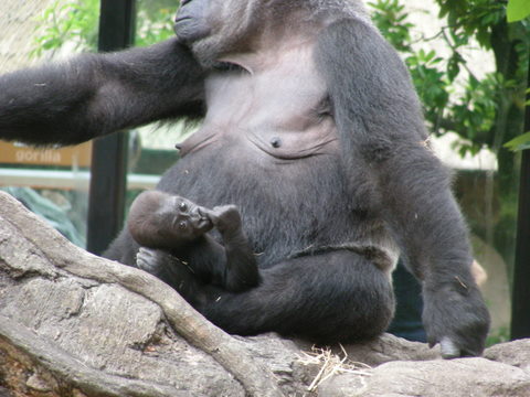 コモモ♀20100622上野動物園