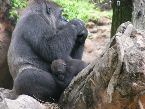 コモモ♀20100622上野動物園B