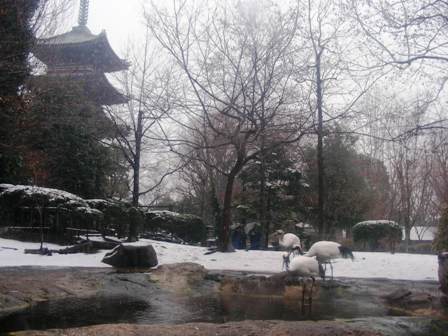 タンチョウ上野動物園2008.1.23.雪