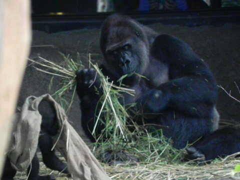 モモコ♀コモモ♀上野動物園20101013B