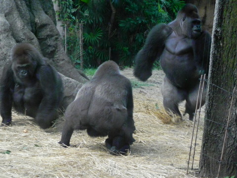 モモコ♀コモモ♀トト♀ハオコ♂上野動物園20101013