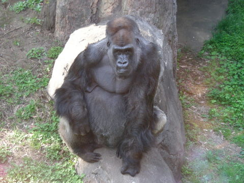 ムサシ♂上野動物園20100411