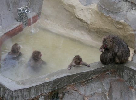 ニホンザル上野動物園2008.1.23.雪A