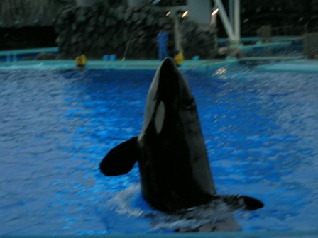 シャチのくーちゃん名古屋港水族館2006.11.11.B