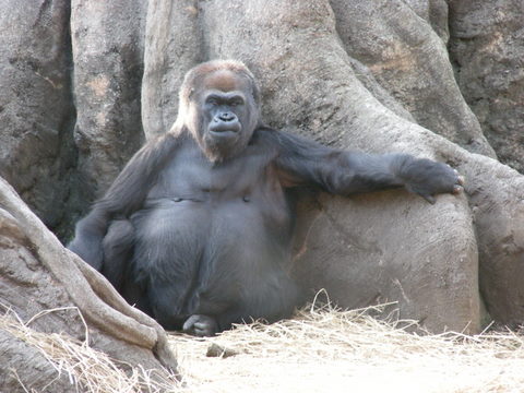 ナナ♀上野動物園20100411