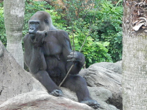 ピーコ♀上野動物園20101013