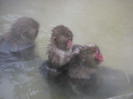 ニホンザル上野動物園2008.1.23.雪B