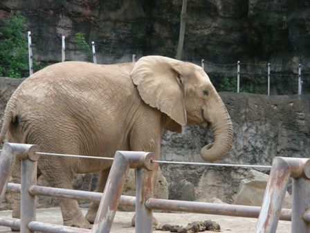 アイ♀多摩動物園2008.8.9.