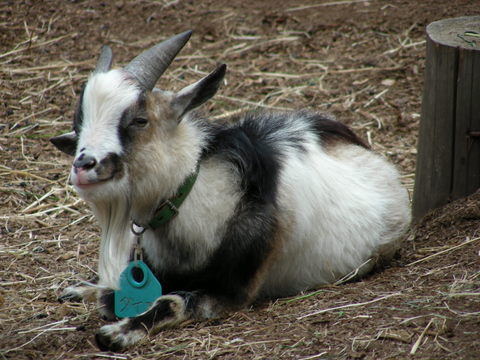 トカラヤギ上野動物園20100411