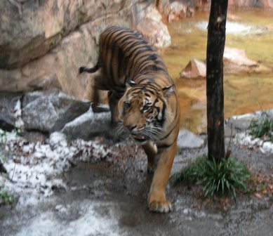 スマトラトラ上野動物園2008.1.23.雪