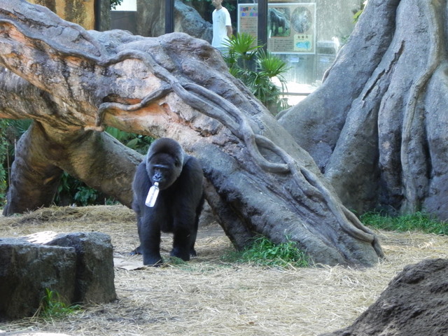 トト♀20100805上野動物園