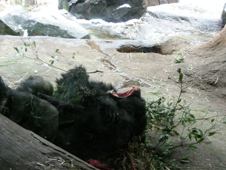 ハオコ♂上野動物園2008.1.23.雪