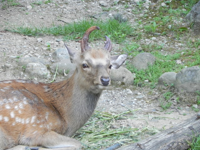 エゾシカトンちゃん♂20100805上野動物園