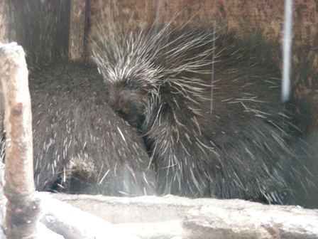 カナダヤマアラシ上野動物園2008.1.23.雪