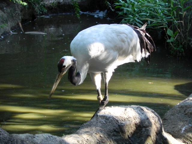 タンチョウ20100805上野動物園