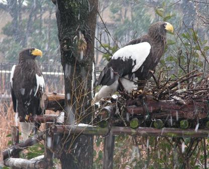 オオワシ上野動物園2008.1.23.雪