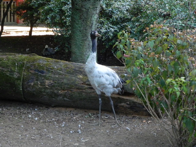 ソデグロヅル20100805上野動物園