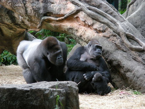 ハオコ一家上野動物園20100513A