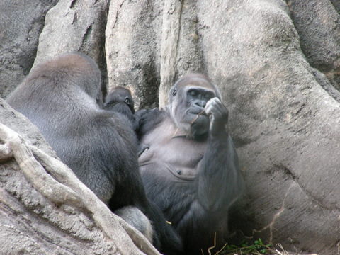 ハオコ一家上野動物園20100513B