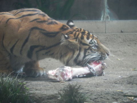 スマトラトラ20110811上野動物園