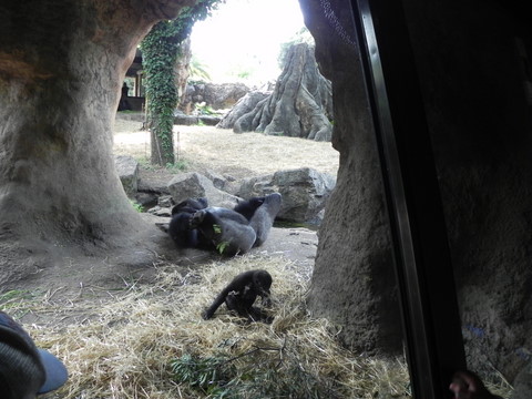 ハオコ♂コモモ♀親子20110811上野動物園