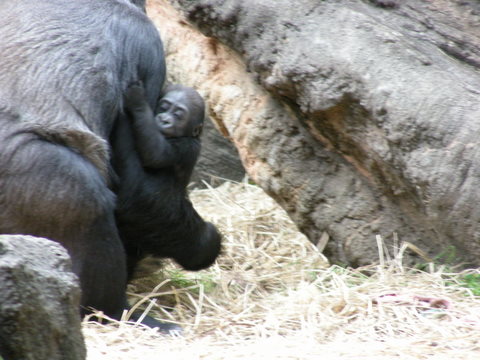 コモモ♀上野動物園20100513