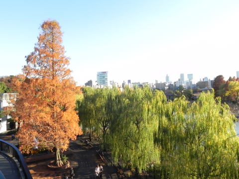 メタセコイア上野動物園20101204