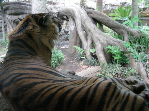 スマトラトラ上野動物園20100513