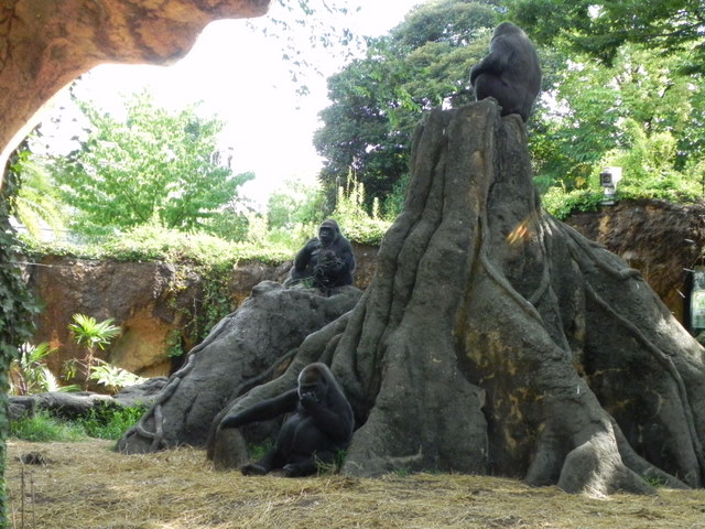 ゴリラの女性たち20100807上野動物園