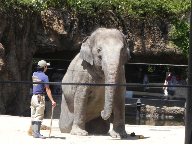 ゾウのトレーニング20100807上野動物園Ａ