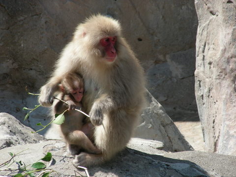 ニホンザル上野動物園20100624Ａ