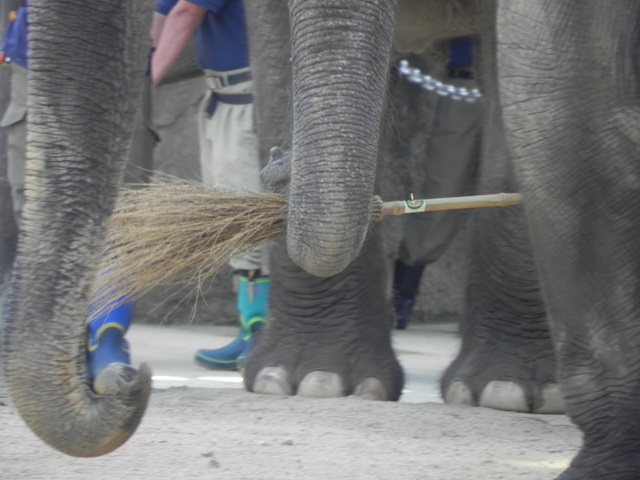 ゾウのトレーニング20100807上野動物園Ｂ