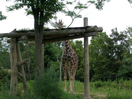 キリン天王寺動物園2006.6.9.