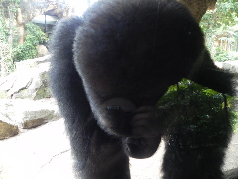 ハオコ♂上野動物園20110724B