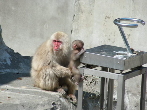 ニホンザル上野動物園20100624Ｂ