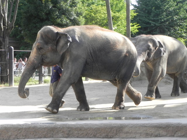 ゾウのトレーニング20100807上野動物園Ｃ