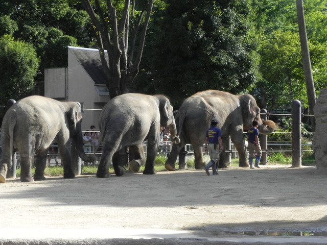 ゾウのトレーニング20100807上野動物園Ｄ