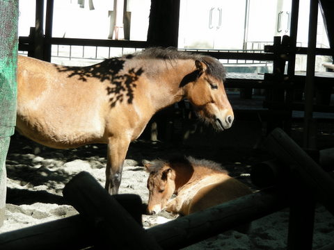 お馬の母子上野動物園20100624