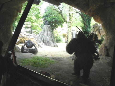 ハオコ♂上野動物園20110724