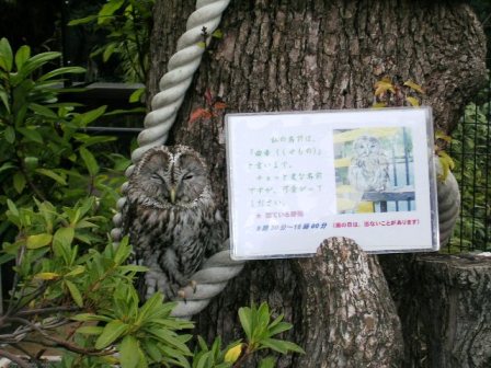 フクロウの曲者くん上野動物園2006.3.2.