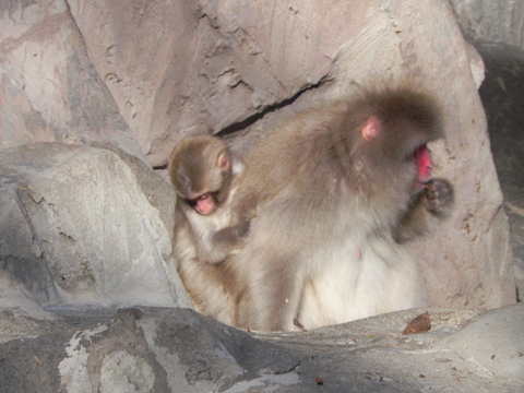 ニホンザル上野動物園20101204A