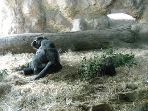 コモモの自由時間上野動物園20100624