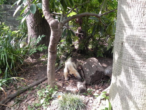 コアリクイ上野動物園20110724