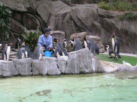 ペンギンの食事上野動物園2006.3.2.