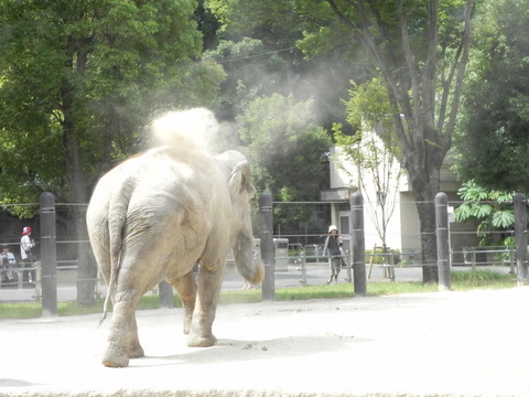 ゾウ上野動物園20110724B