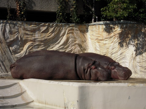 カバ上野動物園20100119