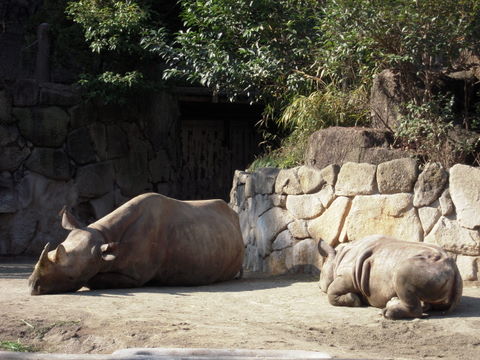 クロサイ上野動物園20100119